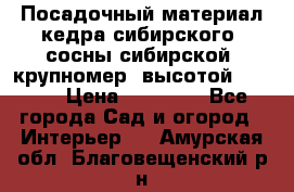 Посадочный материал кедра сибирского (сосны сибирской) крупномер, высотой 3-3.5  › Цена ­ 19 800 - Все города Сад и огород » Интерьер   . Амурская обл.,Благовещенский р-н